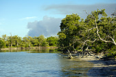 Mangrove swamp, Holbox island, Quintana Roo, Yucat�n Peninsula, Mexico,